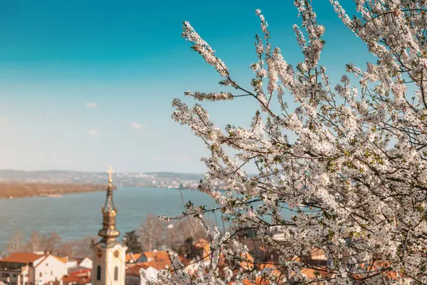 Мальовниче Панорамне Спостереження Міського Пейзажу Белграда Квітучими Вишневими Квітами Передньому Стокове Зображення