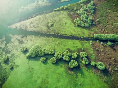 Su ve canlı yeşilliklerle dolu bir ormanın baş aşağı manzarası.