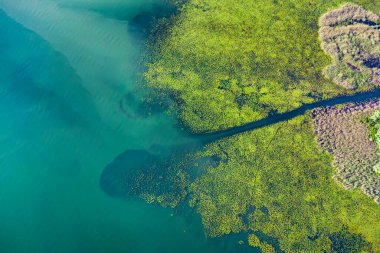 Su ve canlı yeşilliklerle dolu bir ormanın baş aşağı manzarası.