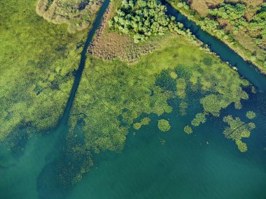 Karadağ 'ın Skadar Gölü etrafındaki yemyeşil ekosistemin hava manzarası, bataklık alanları ve yoğun yeşilliklerle dolu
