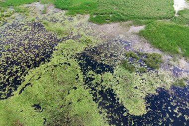 Karadağ 'ın Skadar Gölü etrafındaki yemyeşil ekosistemin hava manzarası, bataklık alanları ve yoğun yeşilliklerle dolu