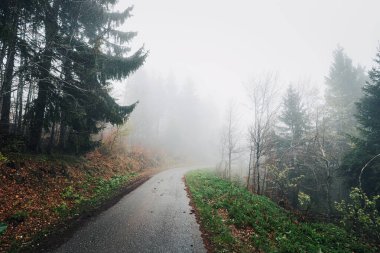 Sisli ormanda, bir yol yükselen ağaçların arasından geçiyor, gezginlere kırsal alanda sakin bir sonbahar yolculuğu sunuyor..