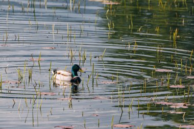 Huzurlu gölette görkemli yaban ördeği zarif bir şekilde yüzer. Renkli tüyleri yaz güneşinde parlar..