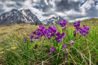 Karadağ 'ın yüksek tepelerinin altındaki sakin çayırlarda, canlı çiçekler açarak manzaralı bir alp manzarası yaratıyor.