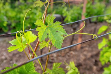 Bereketli üzüm bağlarında, genç üzümler yaz güneşinin tadını çıkarırlar, taze yeşil yaprakları güçlü bir büyümenin sinyalidir ve bereketli bir hasat vaat eder..