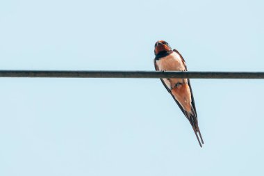Şirin ahır kırlangıcı bir elektrik kablosuna tünemiş yaz gökyüzüne karşı.