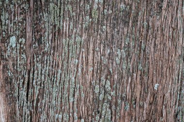 Ağaçlık bir ormanda, desenli selvi ağacının kabuğuna yakın çekim..