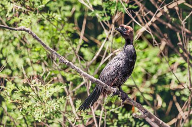cormorant bird perched on a branch in the jungle, showcasing Montenegro's wildlife. clipart