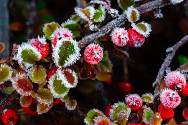 Kış, buzlu Holly Berrie. Holly 'nin kırmızı meyveleri. Buz kaplı bir kış Ilex aquifolium 'u. 