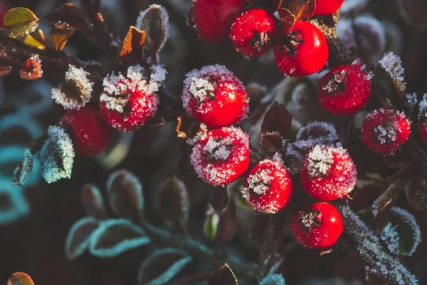 霜降りのホリーベリー 一般的なホリーの赤い果実 霜に覆われた冬のイレックス水族館 — ストック写真