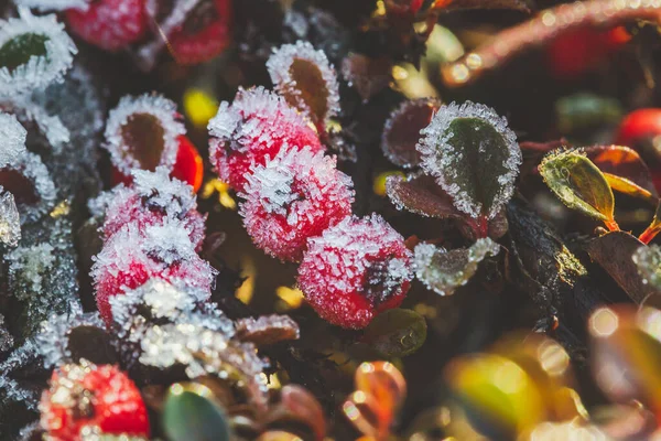 Χειμώνας Παγωμένη Χόλι Μπέρυ Κόκκινα Μούρα Από Κοινή Αγία Χειμώνας — Φωτογραφία Αρχείου