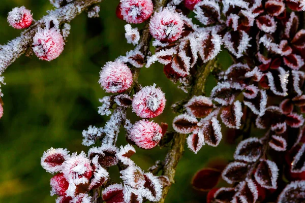 霜冻冬青的冬青 普通冬青的红色浆果 一种覆盖着霜冻的冬青叶 — 图库照片