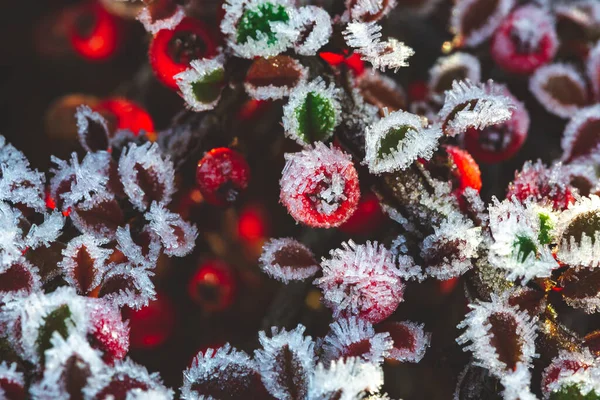 Winter Glazuur Holly Berrie Rode Bessen Van Gewone Hulst Een — Stockfoto