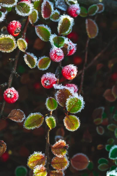 Kış Buzlu Holly Berrie Holly Nin Kırmızı Meyveleri Buz Kaplı — Stok fotoğraf