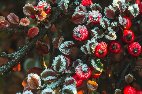 Winter Glazuur Holly Berrie Rode Bessen Van Gewone Hulst Een — Stockfoto