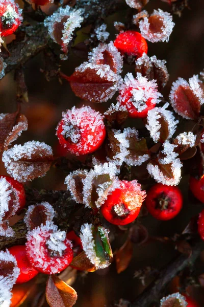 Zima Mrożona Holly Berrie Czerwone Jagody Zwyczajnej Holly Zimowy Akwilium — Zdjęcie stockowe