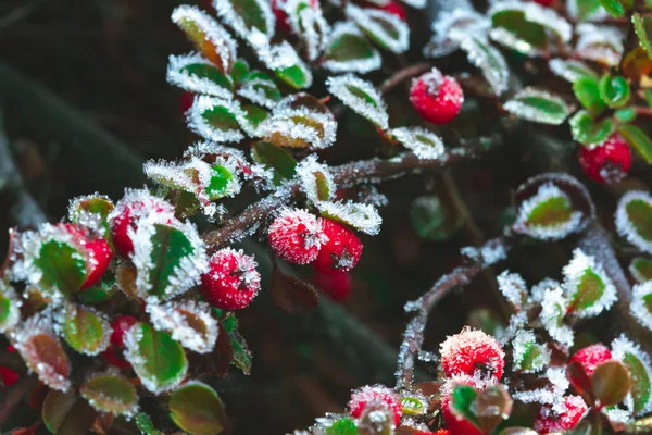 Winter Gefrostete Stechpalme Rote Beeren Der Stechpalme Ein Winter Ilex — Stockfoto
