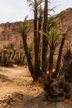 Regrowing of palm grove aftrer fire. Aharhar Canyon. Tadrart mountains. Sahara Algerian Desert. Illizi Province, Djanet, Algeria, Africa   