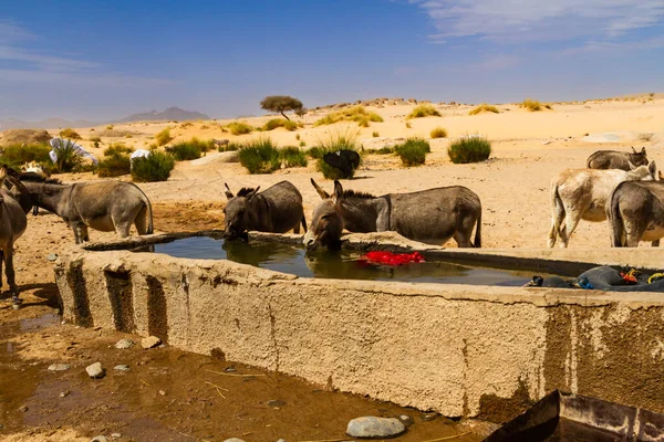 Donkeys drinking water from a stony water trough by the well in the Sahara desert. Tassili N\'Ajjer National Park. Illizi, Djanet, Algeria, Africa