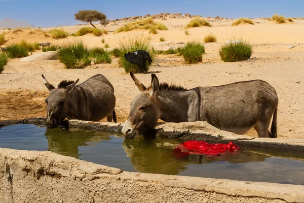 Donkeys drinking water from a stony water trough by the well in the Sahara desert. Tassili N'Ajjer National Park. Illizi, Djanet, Algeria, Africa
