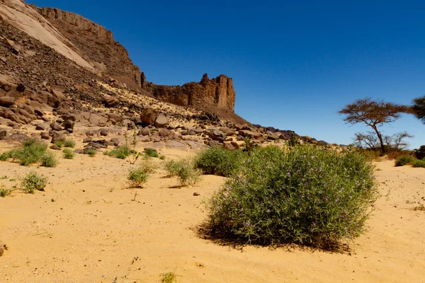 Plantas Verdes Desierto Del Sahara Los Arbustos Que Florecen Jalá —  Fotos de Stock