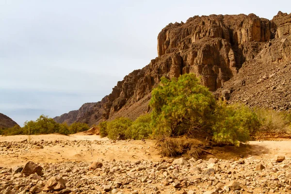 협곡은 아머스크 나무로 있습니다 타드락 알제리 — 스톡 사진