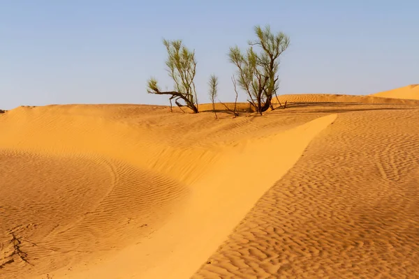 Vilda Ensamma Tamarisk Träd Tamarix Växer Sanddyn Sahara Öknen Öken — Stockfoto