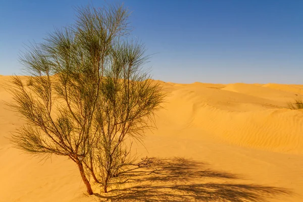 Tamarisco Selvatico Solitario Tamarix Che Cresce Una Duna Sabbia Nel — Foto Stock