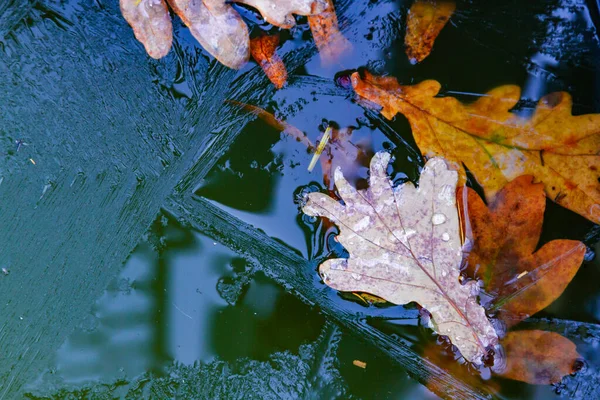 Barevné Podzimní Listy Zamrzlé Ledu Abstraktní Pozadí — Stock fotografie