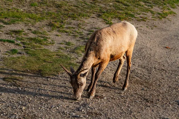 Canadian Rockies Wild Bighorn Sheep Ovis Canadensis Jasper National Park — Stock Photo, Image