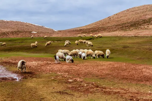 Stado Owiec Ovis Aries Pasących Się Równinach Gór Atlas Wysokie — Zdjęcie stockowe