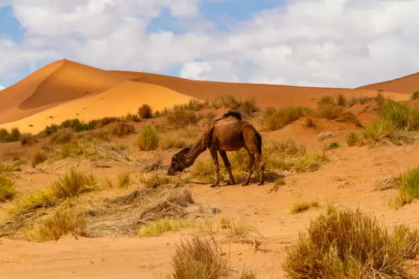 Dromedary Camel Arabian Camel Camelus Dromedarius Grazing Erg Chebbi Morocco — Stock Photo, Image