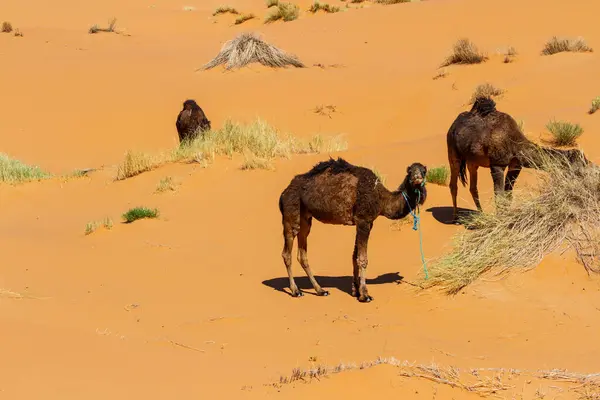 Camels Dromedaries Camelus Dromedarius Sandy Desert Erg Chebbi Morocco Africa — Stock Photo, Image