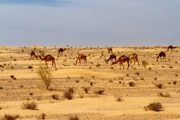 Camels Dromedaries Camelus Dromedarius Sandy Desert — Stock Photo, Image