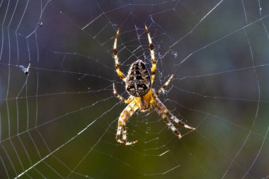 Kapatın. Ağda oturan dişi bahçe örümceği (Araneus Diadematus).