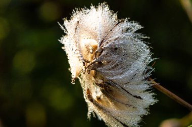 Geçmişi. Yakın plan. Sabah çiğ damlalarıyla kaplı karahindibalar. Sonbahar mevsiminin arka planı.