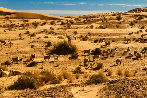 Una Gran Bandada Ovejas Ovis Aries Pastando Desierto Túnez África — Foto de Stock