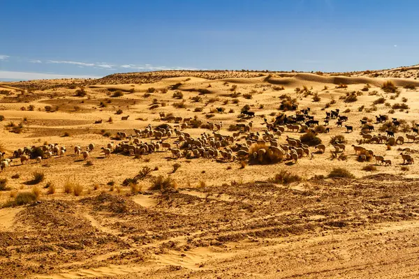 Duże Stado Owiec Ovis Aries Pasących Się Pustyni Tunezja Afryka — Zdjęcie stockowe