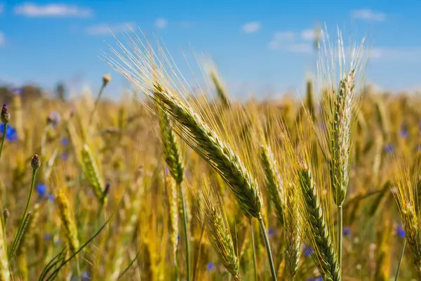 Campo Segale Contesto Primo Piano Orecchie Segale Secale Cereale Maturazione — Foto Stock