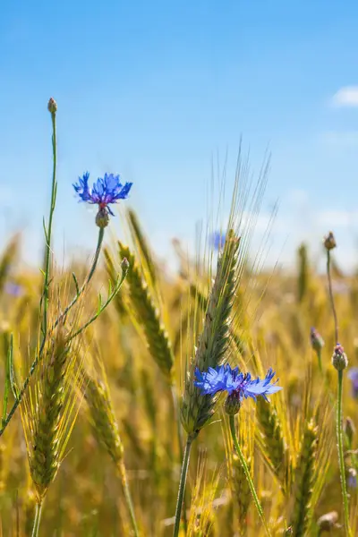 黑麦田背景 黄绿色成熟的黑麦穗在蓝天的映衬下 图库图片