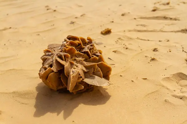 Eine Große Natürliche Wüstenrosenbildung Sand Tunesien Afrika — Stockfoto