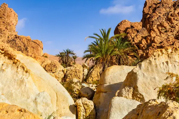 Pequeño Oasis Montaña Desierta Con Palmeras Datileras Salvajes Túnez África —  Fotos de Stock