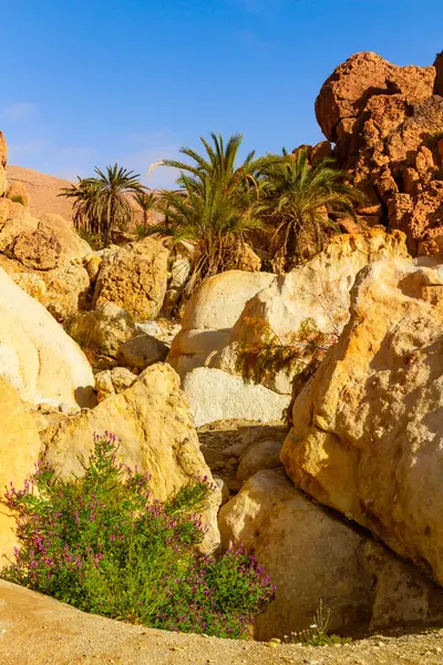 Pequeno Oásis Montanha Deserta Com Tamareiras Selvagens Tunísia África — Fotografia de Stock