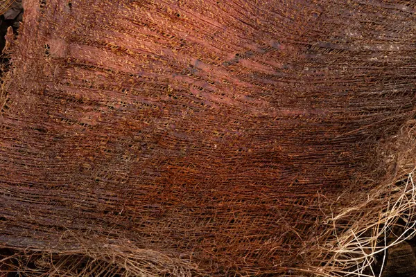 Тло Близько Суха Кора Пальми Fhoenix Canariensis Ліцензійні Стокові Фото