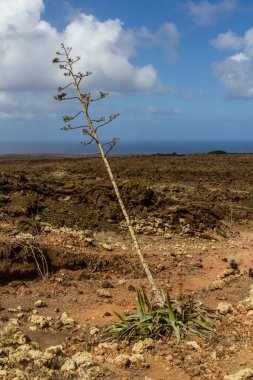 Caldera Blanca 'ya yürüyüş yolu. Agaves (Agave) lav tarlasında. Los Volcanes Doğal Parkı, Lanzarote, Kanarya Adaları, İspanya