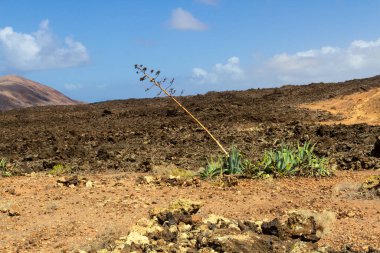 Caldera Blanca 'ya yürüyüş yolu. Agaves (Agave) lav tarlasında. Los Volcanes Doğal Parkı, Lanzarote, Kanarya Adaları, İspanya