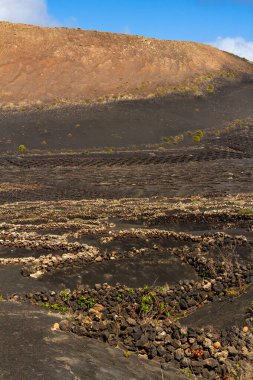 Volkanik topraklarda geleneksel bitki örtüsü. La Geria bölgesindeki üzüm bağları. Lanzarote Adası, Kanarya Adaları, İspanya, Avrupa