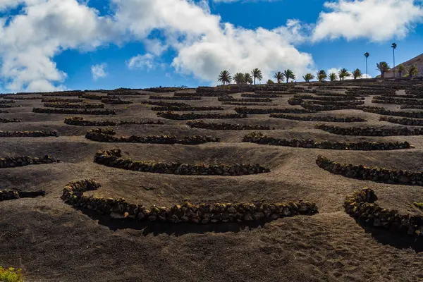 Viticultura Tradicional Suelo Volcánico Viñedos Región Geria Isla Lanzarote Islas Fotos de stock libres de derechos