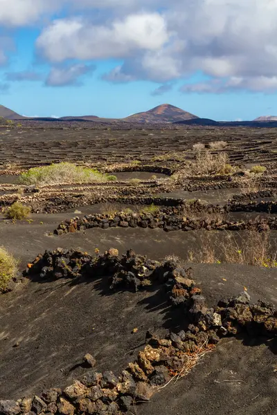 Volkanik Topraklarda Geleneksel Bitki Örtüsü Geria Bölgesindeki Üzüm Bağları Lanzarote Telifsiz Stok Imajlar