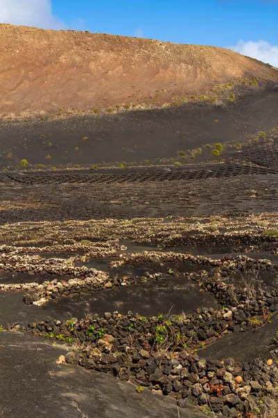 Volkanik Topraklarda Geleneksel Bitki Örtüsü Geria Bölgesindeki Üzüm Bağları Lanzarote - Stok İmaj